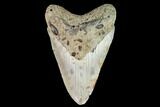 Fossil Megalodon Tooth - North Carolina #109665-1